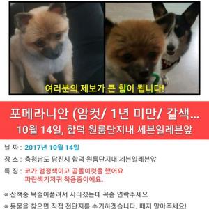 잃어버린 포메라니안을 찾아주세요