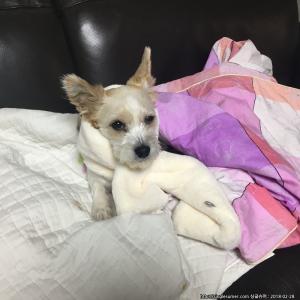 군위군 복덩이를 찾습니다