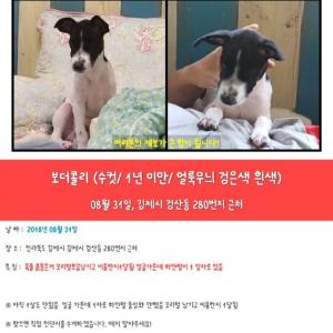 복실이를 찾습니다.