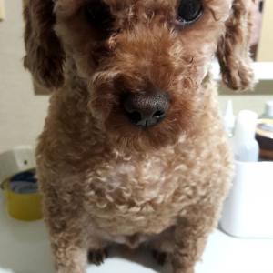 강아지를 찾습니다.갈색푸들8키로 남