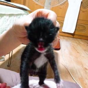 새끼냥이