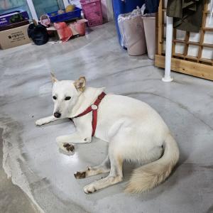 백구 찾아요 (모견)