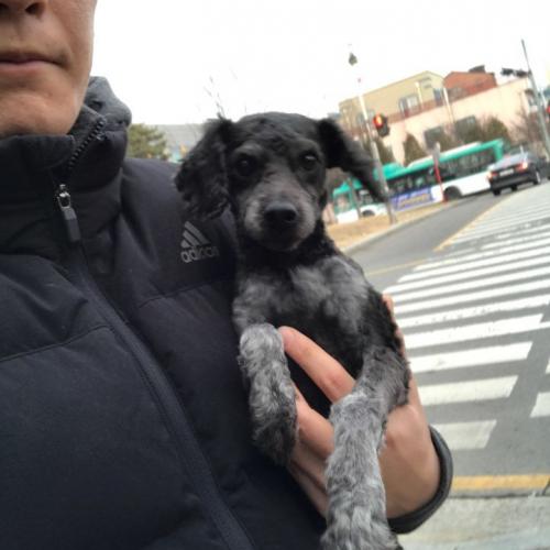 수원 화서동에서 푸들남아 보호중입니다