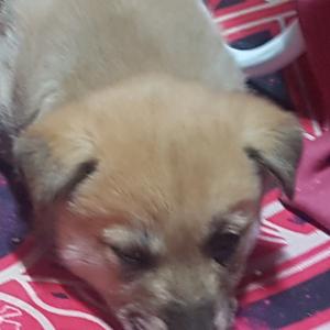 사례금 50만원 서울시 금천구 시흥5동 황토색 믹스견 수컷