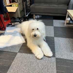 흰색 푸들 중형견 찾습니다