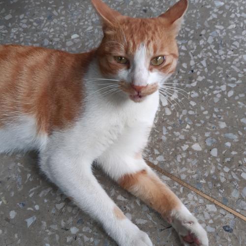 고양이를 찾습니다