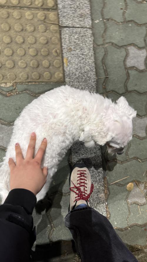 만수동 말티즈 믹스견 주인 찾아요