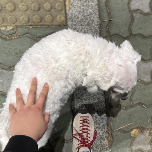 만수동 말티즈 믹스견 주인 찾아요