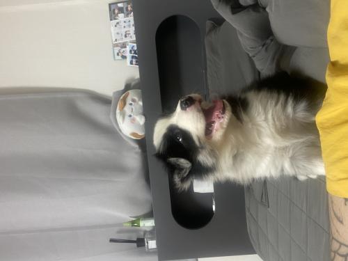 보더콜리 2개월 분양