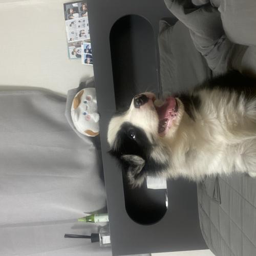 보더콜리 2개월 분양