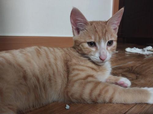 청소년냥 무료분양보냅니다 (책임비×)