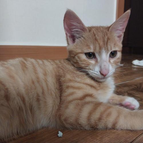 청소년냥 무료분양보냅니다 (책임비×)