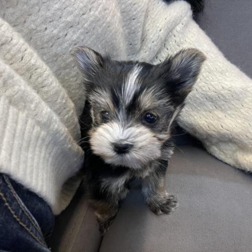 2개월 몰키 사랑으로 키워주실분 구해요ㅠㅠ