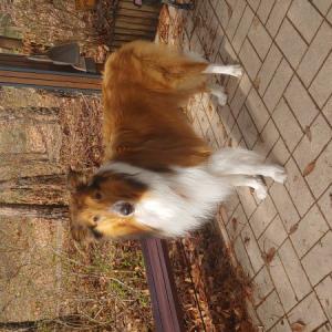 서울시 서대문구 독립문에서 잃어버린 콜리 찾습니다