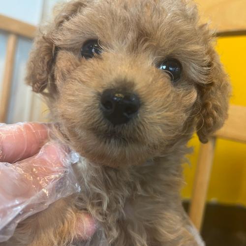 푸들 분양합니다❤