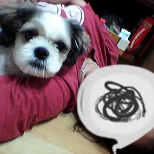 8/7일 신림6동에서 집나간 똘이 찾아주새요