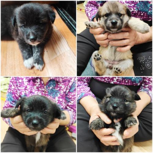 시골 믹스견 분양합니다 여아3/남아1