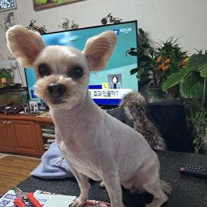 다솜이를 찾습니다