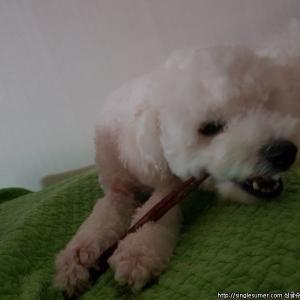 강아지를 찾습니다