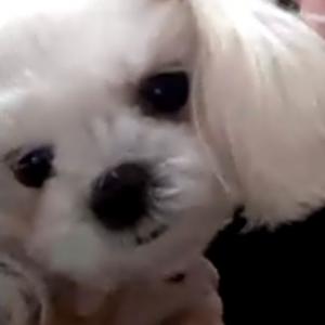 감전동 새벽시장(덕포방향쪽으로)에서 보리(말티즈) 찾습니다..