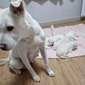 시흥 은계지구 상가 자이아파트 주변상가실종