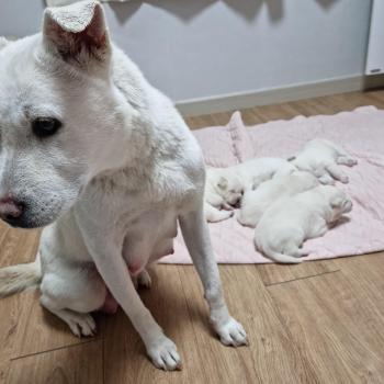 시흥 은계지구 상가 자이아파트 주변상가실종