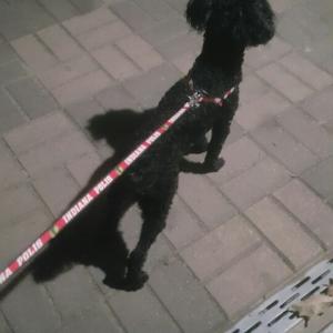 검은색 푸들 강아지 찾아요ㅠㅠㅠㅠ