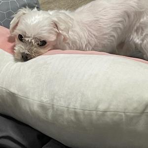 웅이를 찾습니다.