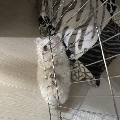 미모 대박 퓨어크림말티푸