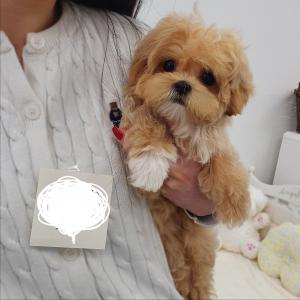 [15만원] 똥꼬발랄 귀여운 말티푸 왕자님 분양