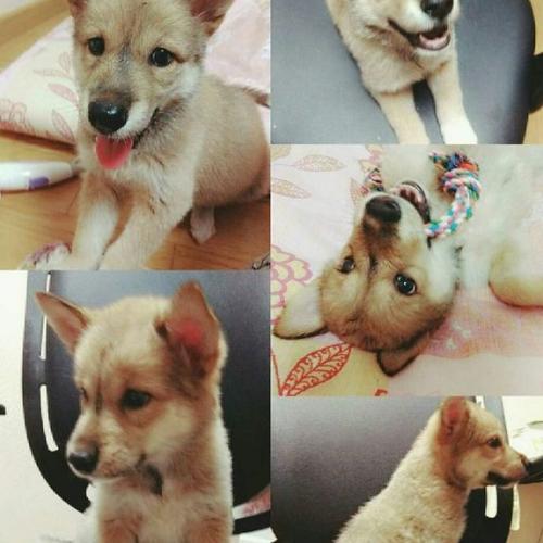 영등포구 양평동 양평현대3차 아파트 경비실 보호 -강아지 주인을 찾습니다.