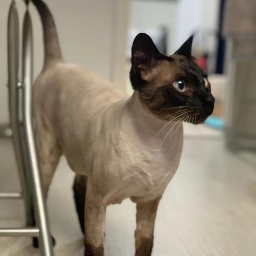 잘생긴 샴 고양이를 찾습니다!!!!!!!!