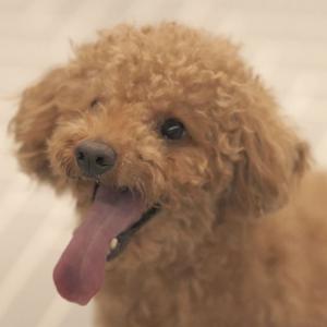 잃어버린 갈색 푸들 찾습니다.