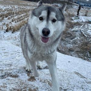 시베리안 허스키 여자 아이 찾습니다