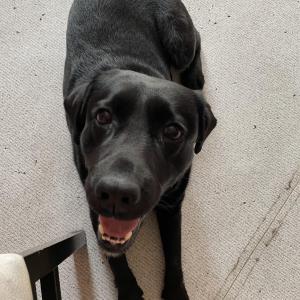 래브라도리트리버 검정색 찾습니다