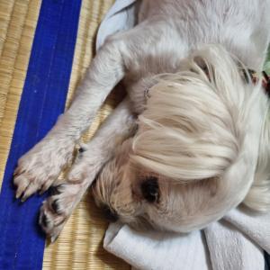 하얀 말티즈 토리를 찾습니다 (찾음)