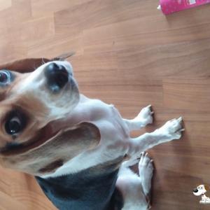 전주시 완산구에서 비글 찾습니다