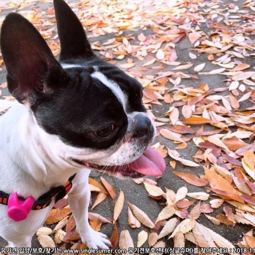 좋은주인찾아요