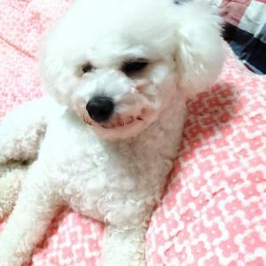 망우동 상봉이마트근처 비숑프리제 여아 찾아요!!