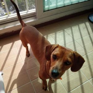 닥스훈트 호두 찾아요