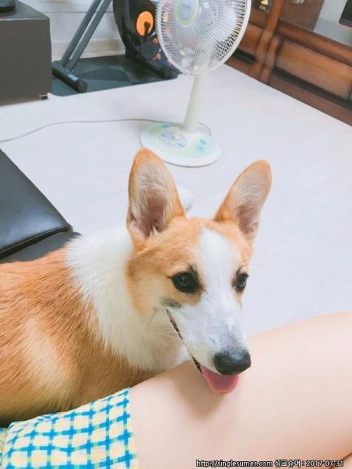 부평구 웰시코기 주인 찾아요