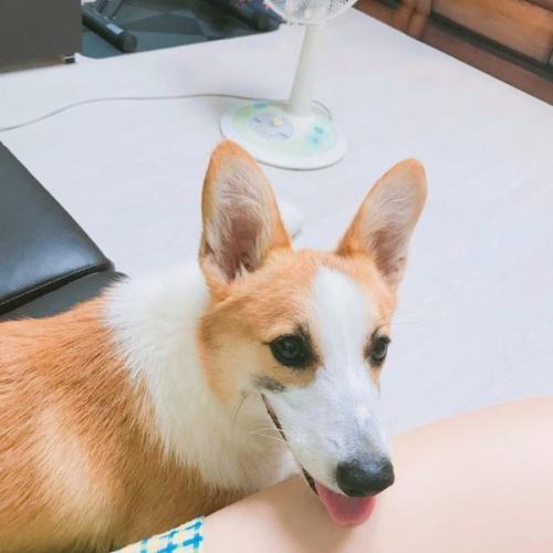 부평구 웰시코기 주인 찾아요