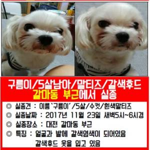 갈색으로 염색된 말티즈를 찾아요!!!