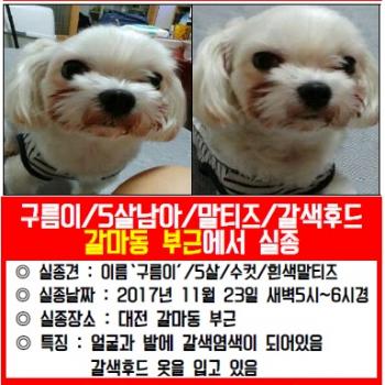 갈색으로 염색된 말티즈를 찾아요!!!