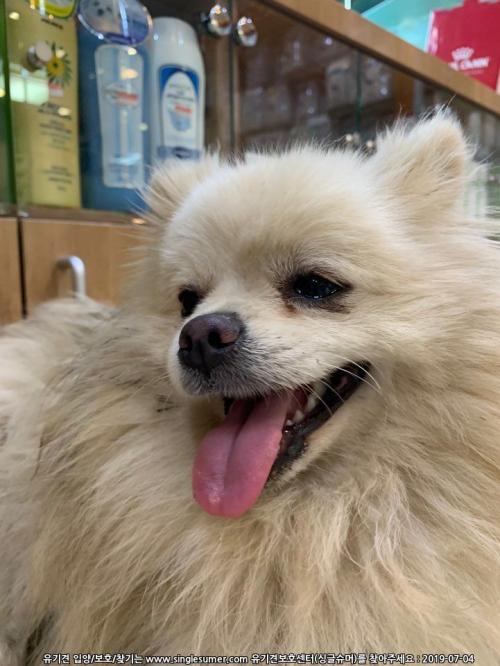 남양주시 별내면 청학리에서 발견된 흰색 포메라니안(남/중성화X/1-2살 추정) 주인 찾습니다.