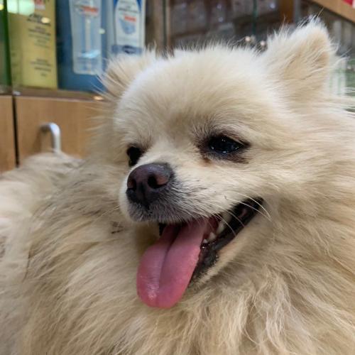 남양주시 별내면 청학리에서 발견된 흰색 포메라니안(남/중성화X/1-2살 추정) 주인 찾습니다.