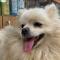 남양주시 별내면 청학리에서 발견된 흰색 포메라니안(남/중성화X/1-2살 추정) 주인 찾습니다.