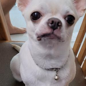 단모치와와 모찌 찾아요(찾았습니다)