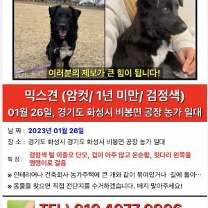 화성시 비봉면 남매강아지(검정,황토) 찾아요