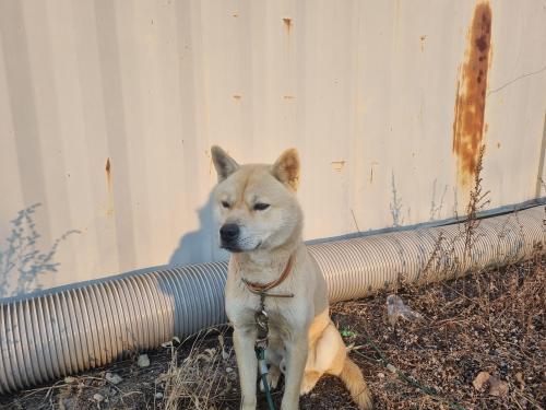 파주 수컷 진도개 믹스 보호중